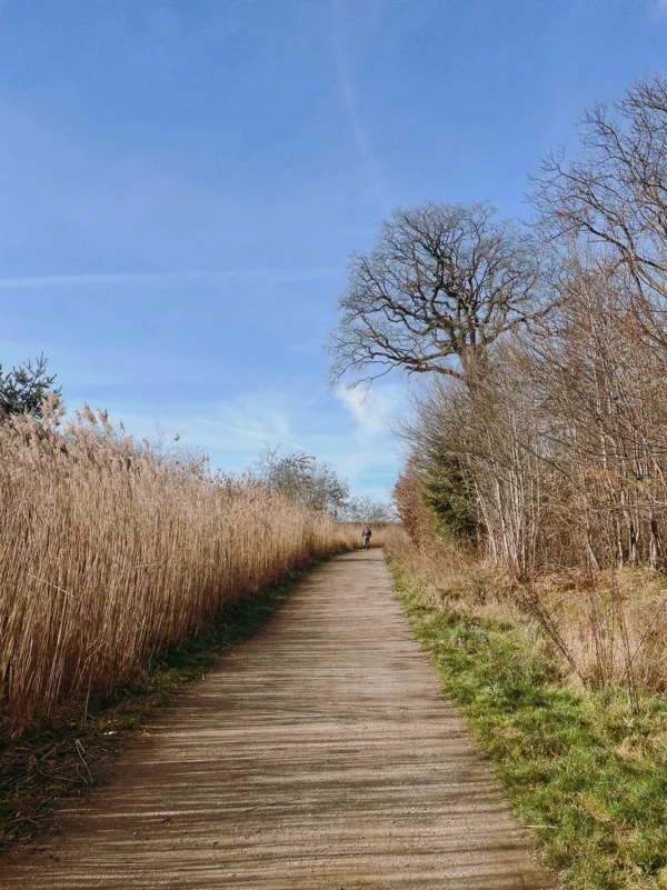 A wooden boardwalk leading through tall reeds toward a distant cyclist